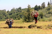 Case Study: Safeguarding the Forest
